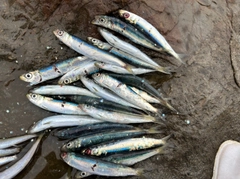 ウルメイワシの釣果