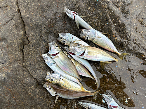 アジの釣果