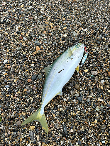 イナダの釣果