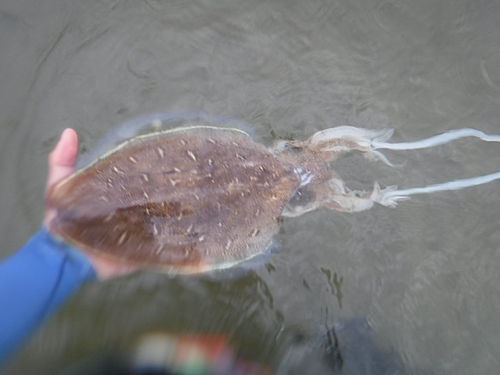 モンゴウイカの釣果