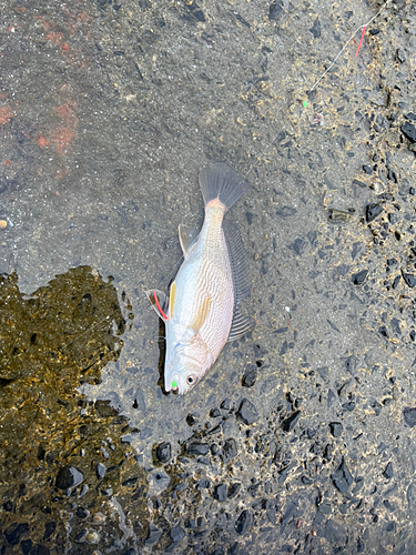 イシモチの釣果