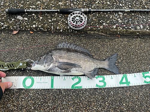 クロダイの釣果