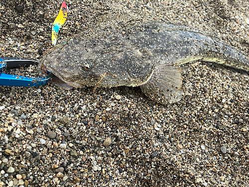 マゴチの釣果