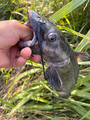 アメリカナマズの釣果