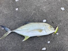 オニヒラアジの釣果