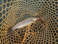 ニジマスの釣果