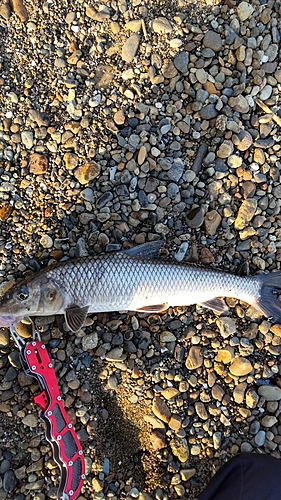 ニゴイの釣果