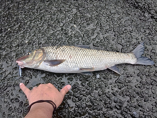 ニゴイの釣果