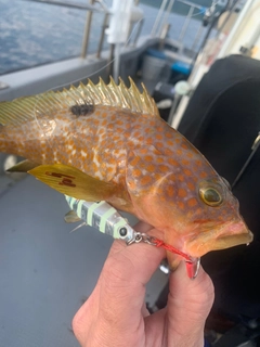 アコウの釣果