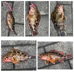ガシラの釣果