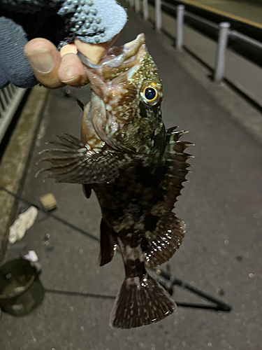 キスの釣果