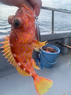 アヤメカサゴの釣果