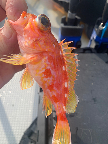 アヤメカサゴの釣果