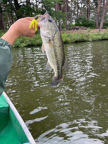 ブラックバスの釣果