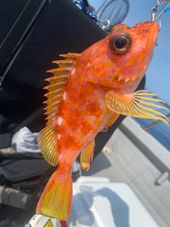 アヤメカサゴの釣果