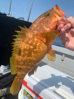 アコウの釣果