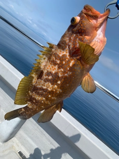 アコウの釣果