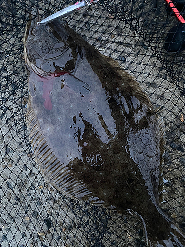 ヒラメの釣果