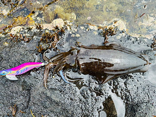 アオリイカの釣果