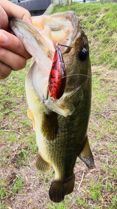 ラージマウスバスの釣果