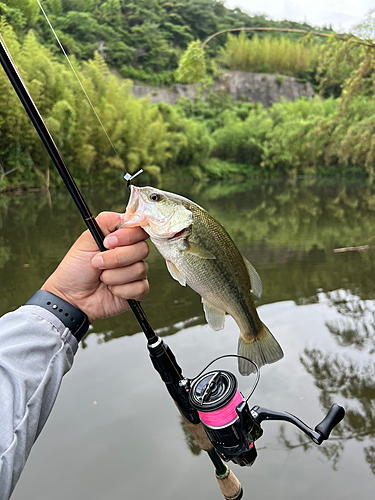 ラージマウスバスの釣果