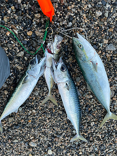 サバの釣果