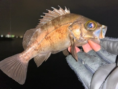 メバルの釣果