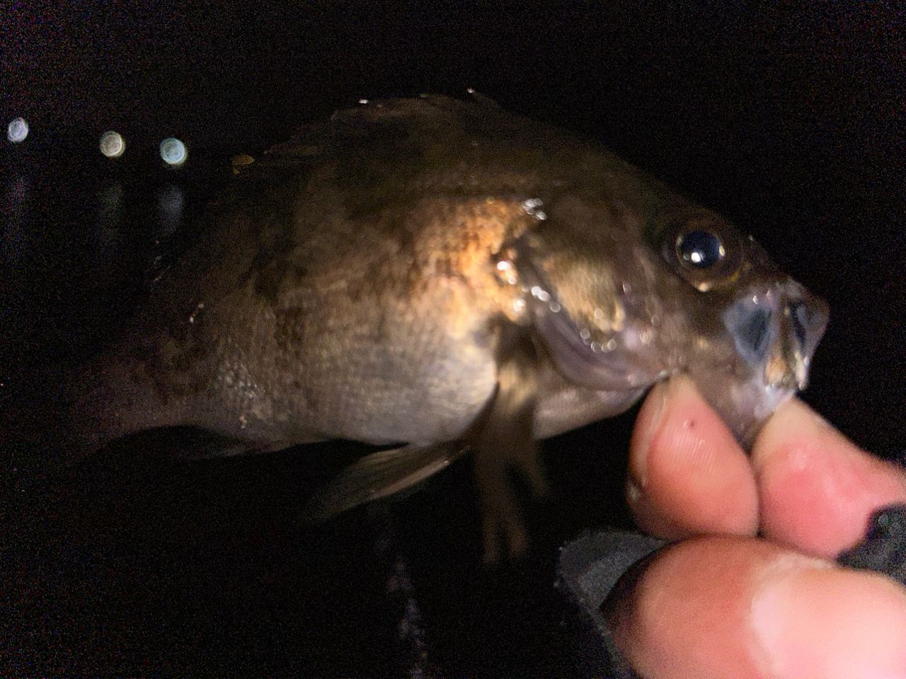 メバル