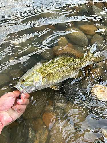 スモールマウスバスの釣果