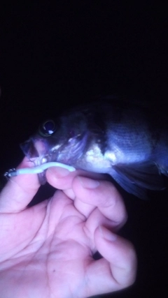 シロメバルの釣果