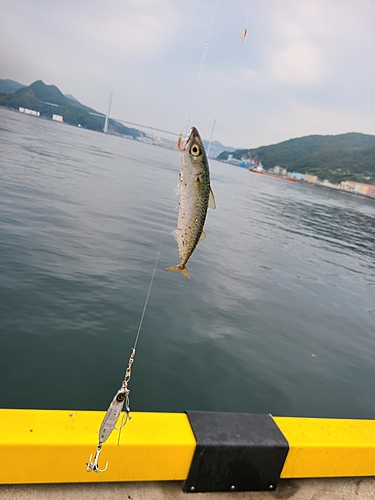 サバの釣果