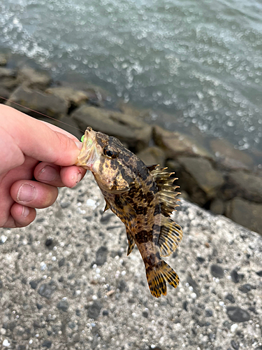 タケノコメバルの釣果