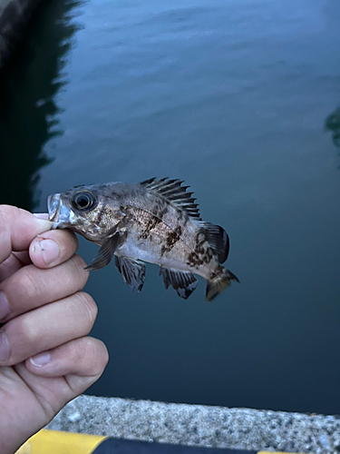 タケノコメバルの釣果