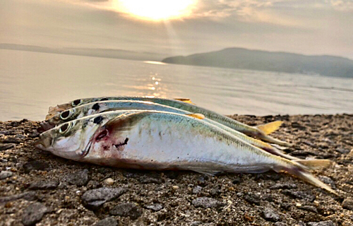 マルアジの釣果