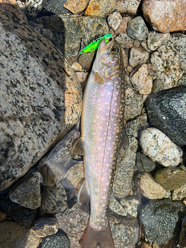 イワナの釣果