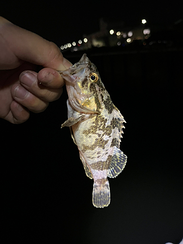 タケノコメバルの釣果