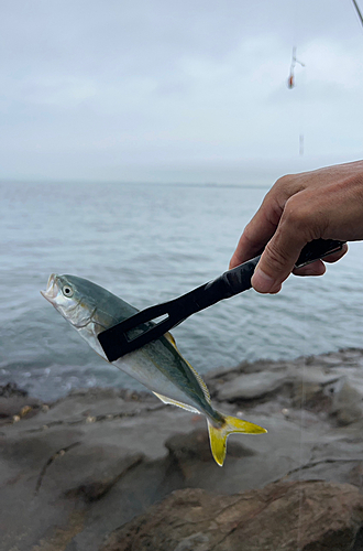 ワカシの釣果