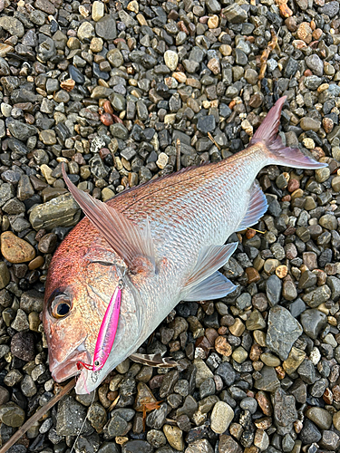 マダイの釣果