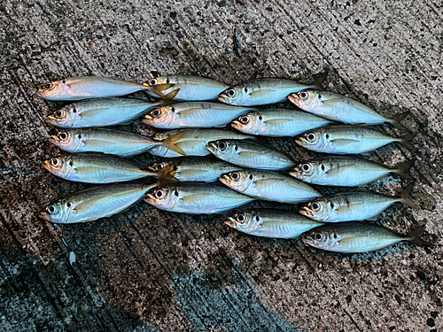 アジの釣果