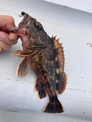 カサゴの釣果