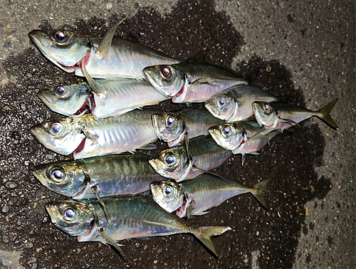 アジの釣果