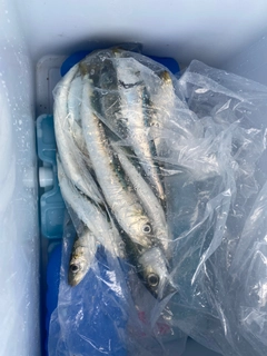 イワシの釣果