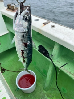 サバの釣果