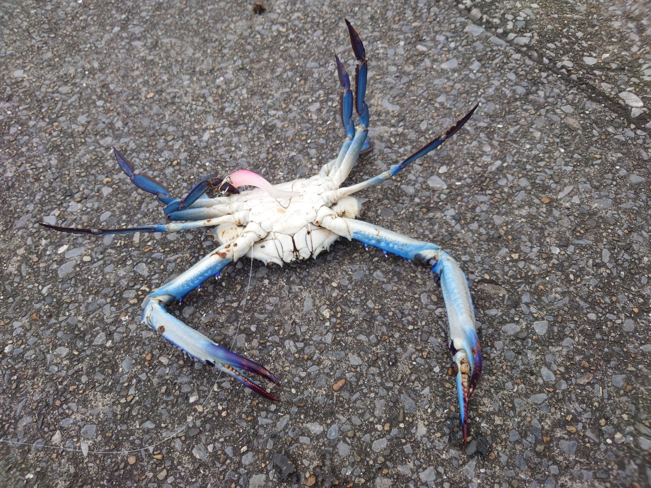 タイワンガザミ