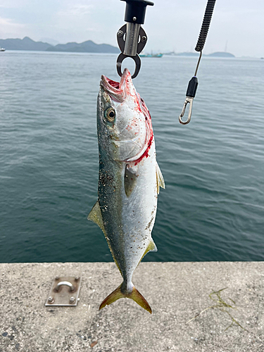 ヤズの釣果