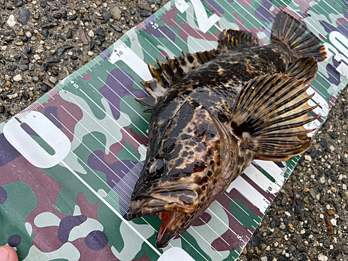 タケノコメバルの釣果