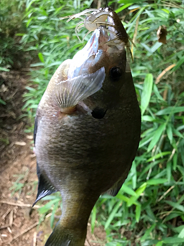 ブルーギルの釣果