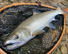 ヤマメの釣果