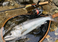 サクラマスの釣果