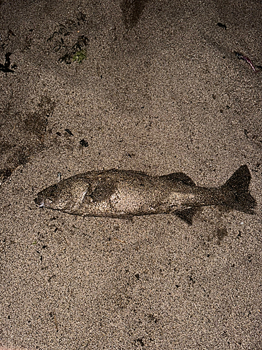 スズキの釣果